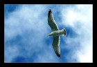 vogelfluglinie_cl  © 2025 René Göke
